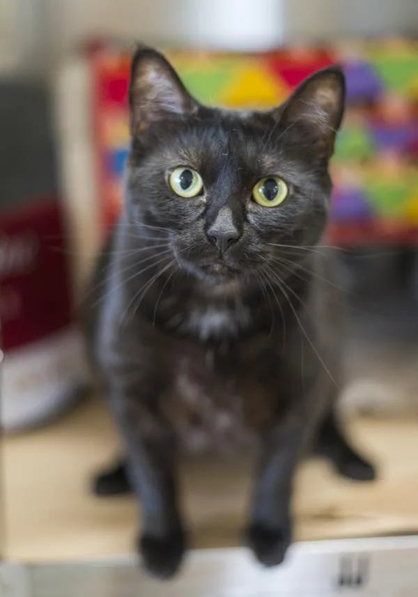 An adult small-sized female Domestic Short Hair cat named Flower for adoption in Kennewick, WA
