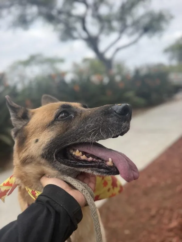 A senior large-sized female German Shepherd Dog dog named Mae for adoption in San Diego, CA