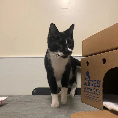 A young medium-sized male Black Domestic Short Hair cat named Sylvester for adoption in Novelty, OH