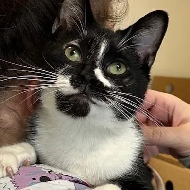 Sylvester thumbnail 2