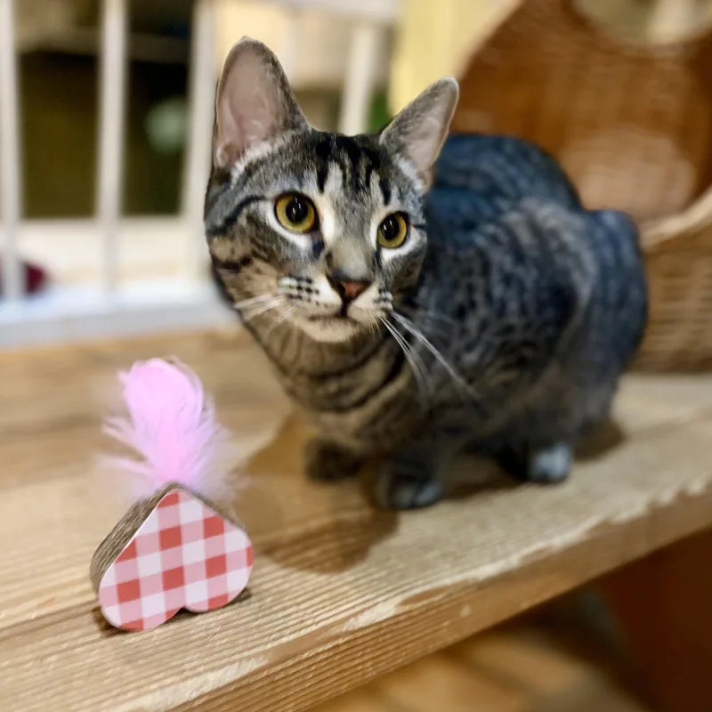 A young medium-sized female Tabby (Gray / Blue / Silver) Domestic Short Hair cat named Aeryn for adoption in Greensboro, NC
