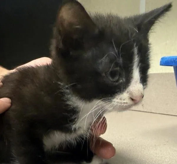 A baby small-sized female Domestic Short Hair cat named Guava for adoption in Salisbury, MD