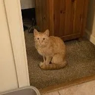 A young medium-sized female Buff / Tan / Fawn Domestic Short Hair cat named Lady Sparkles for adoption in Harrisonburg, VA