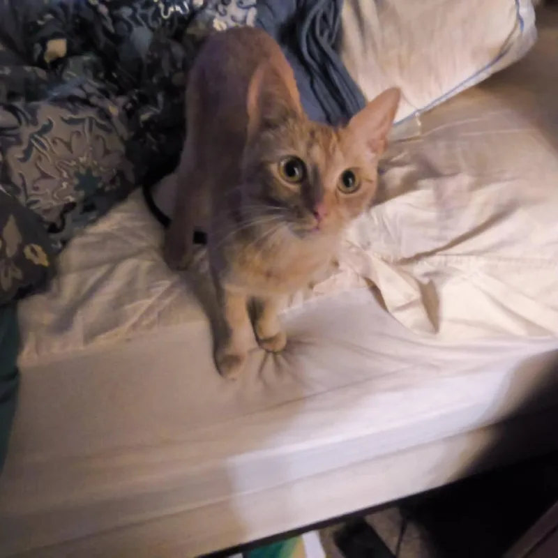 Lady Sparkles thumbnail 2