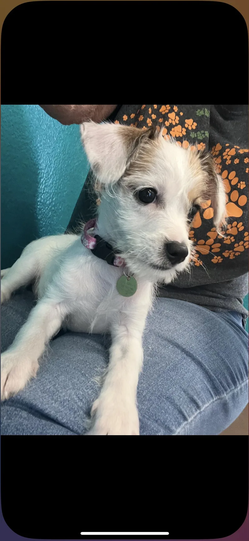 Lulu  The Sweet thumbnail 2