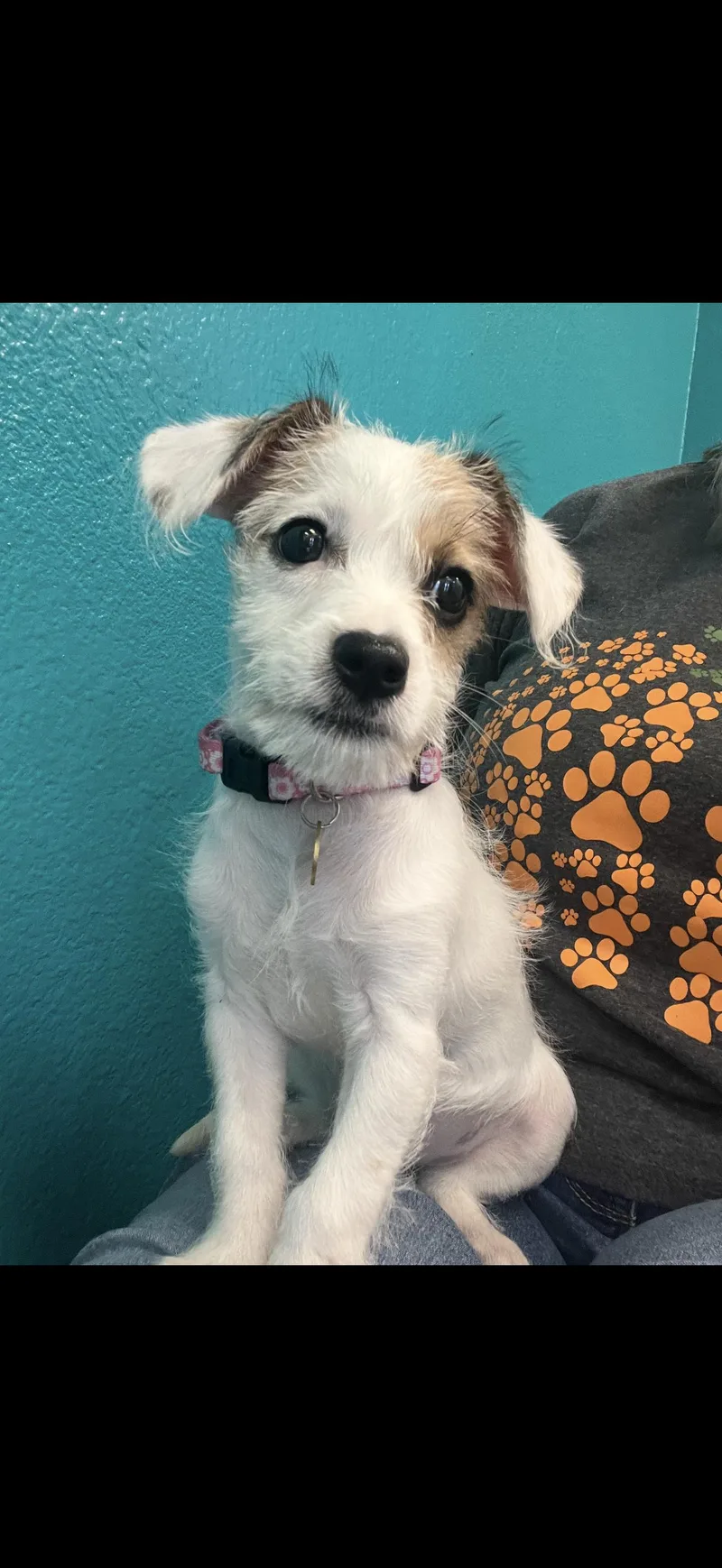 Lulu  The Sweet thumbnail 4