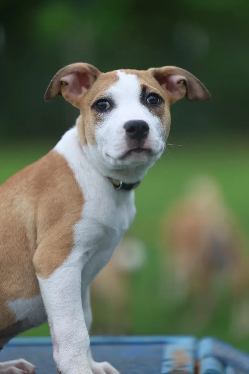 A young medium-sized female Terrier dog named Babka for adoption in Greenville, SC