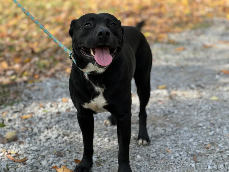 Faulkner  Transport thumbnail 4