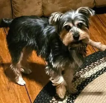 Bonnie Yorkie