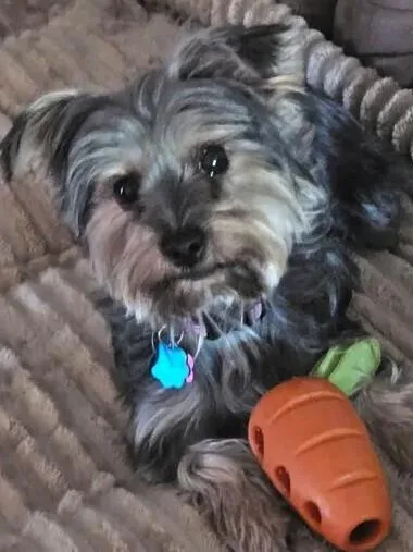 Bonnie Yorkie thumbnail 2
