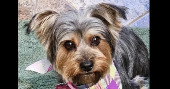 Bonnie Yorkie thumbnail 3