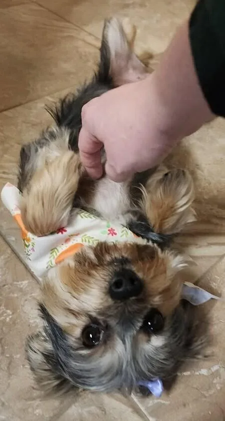Bonnie Yorkie thumbnail 4