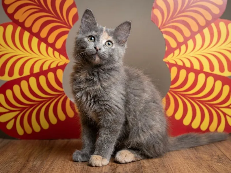 A baby medium-sized female Gray / Blue / Silver Domestic Medium Hair cat named Rebecca for adoption in Houston, TX