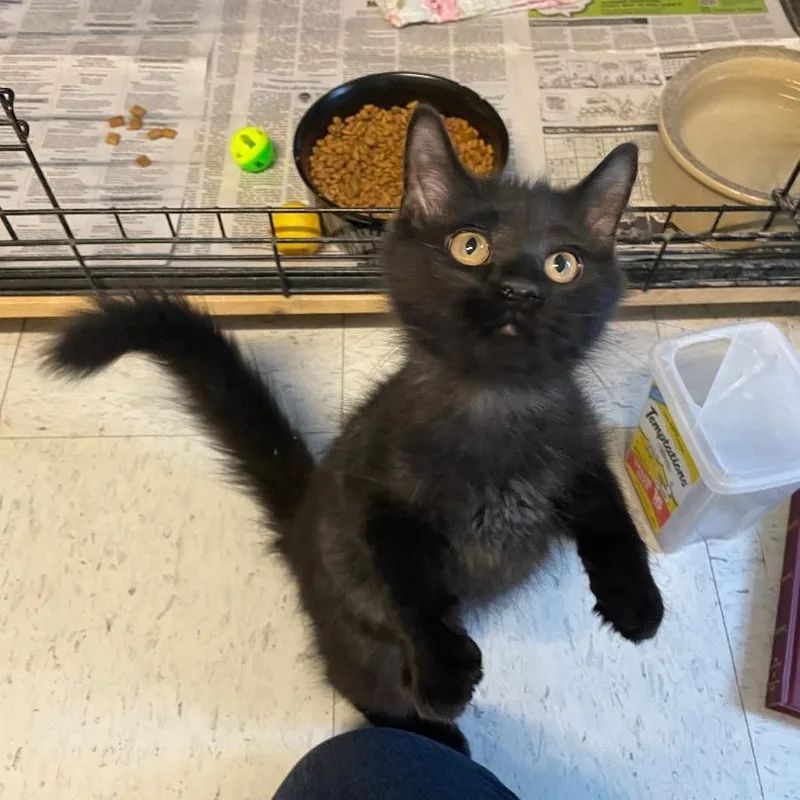 A baby medium-sized male Black Domestic Long Hair cat named Sable for adoption in Spencer, IN