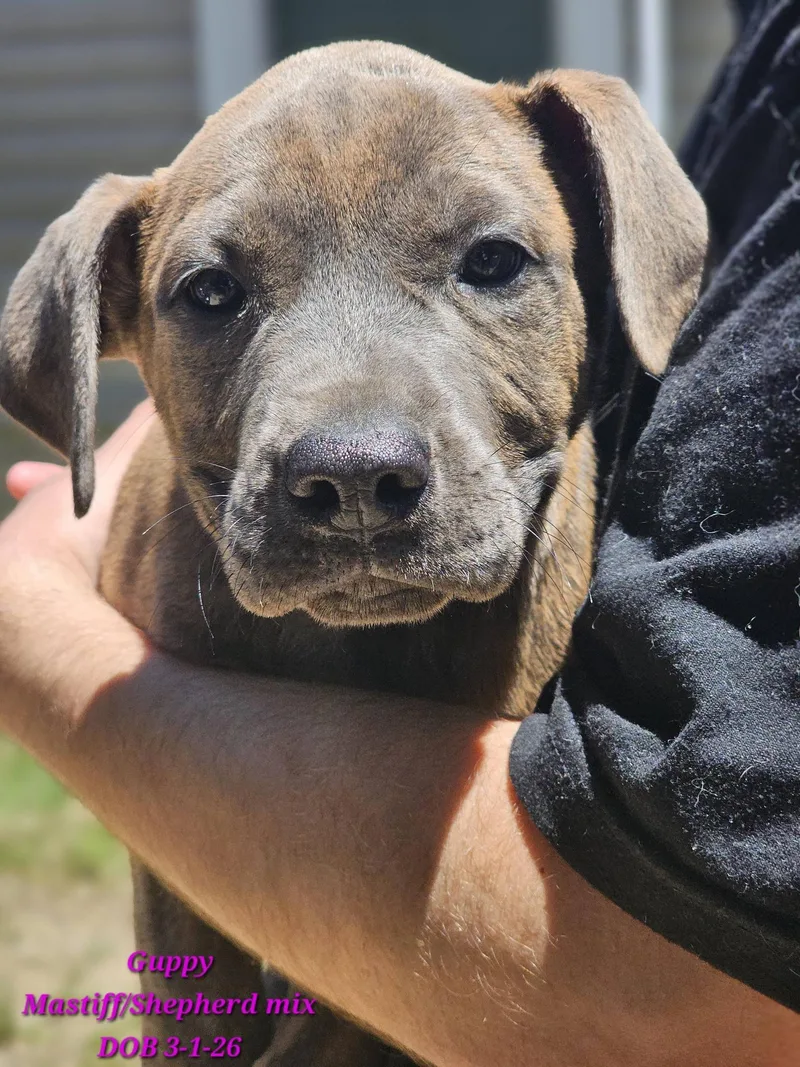 A baby medium-sized female Brindle Mastiff dog named Guppy for adoption in Fort Payne, AL