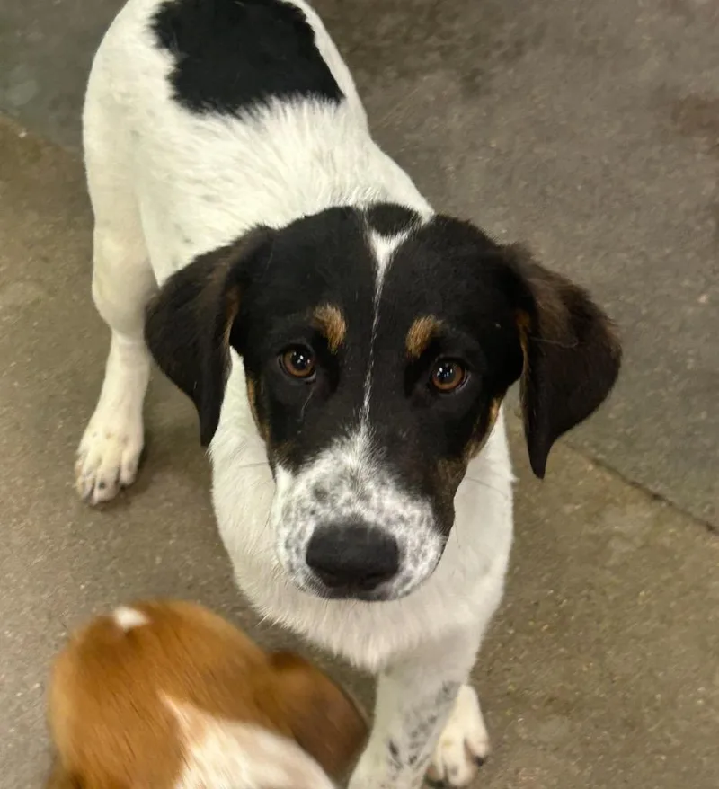 A baby medium-sized male Australian Cattle Dog / Blue Heeler dog named Odeon for adoption in Fort Lupton, CO
