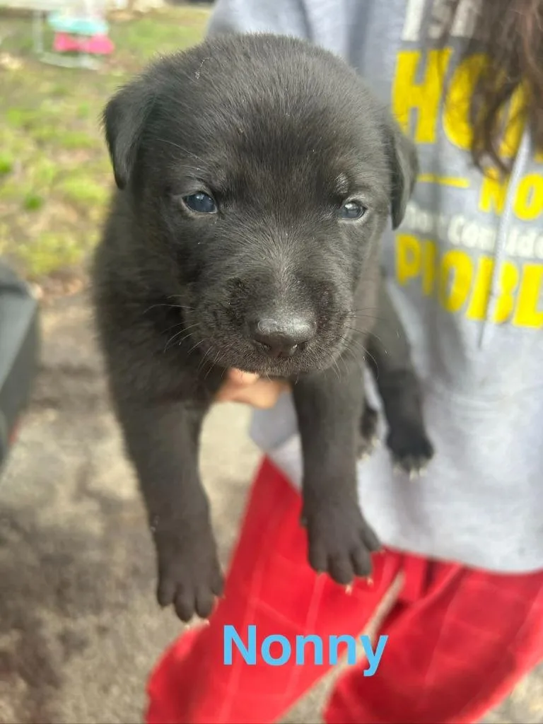 A baby large-sized male Mixed Breed dog named Nonny for adoption in Hillsboro, OH