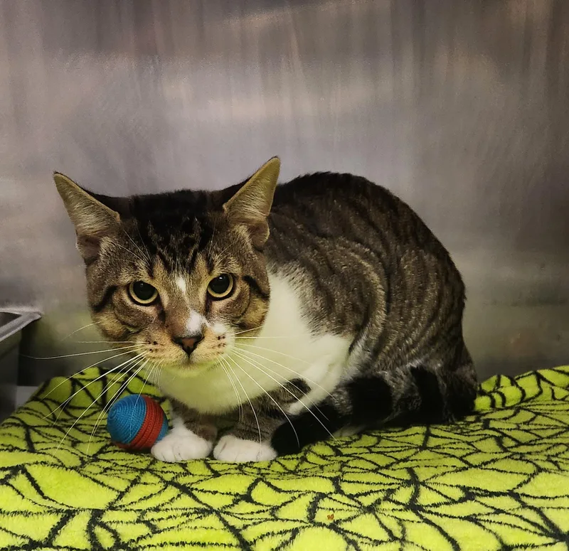 A young medium-sized male Tabby (Brown / Chocolate) Domestic Short Hair cat named Odysseus for adoption in Clayton, NJ