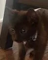 A baby small-sized male Black Domestic Short Hair cat named Sawyer for adoption in Anoka, MN