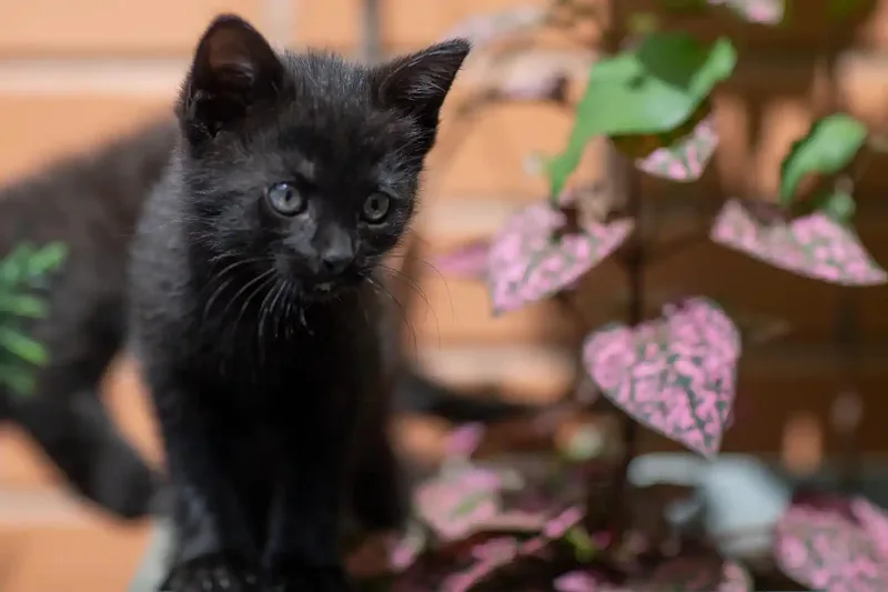 A baby medium-sized female Black Domestic Short Hair cat named Cosmo for adoption in New York, NY