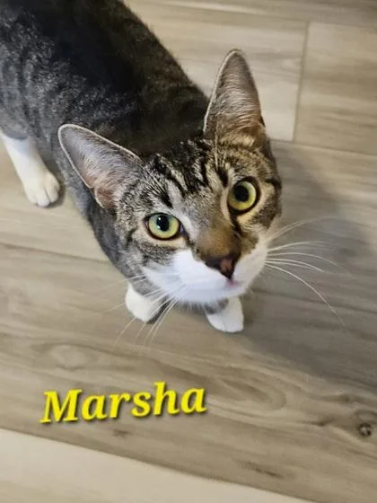 Marsha thumbnail 2