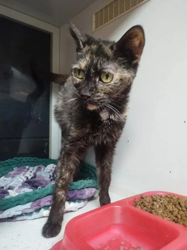 A senior small-sized female Tortoiseshell Domestic Short Hair cat named Fiji for adoption in Kalamazoo, MI