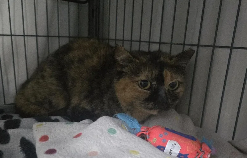 An adult medium-sized female Domestic Short Hair cat named Pretzel for adoption in Dickson, TN