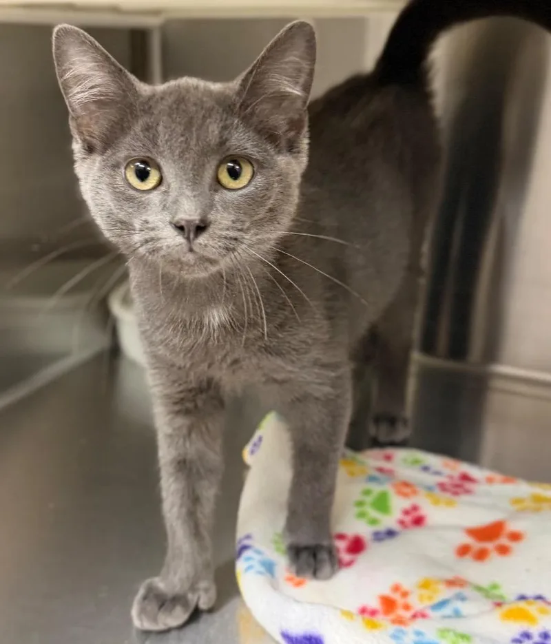 A baby small-sized male Gray / Blue / Silver Domestic Short Hair cat named Tennessee for adoption in Columbus, NE