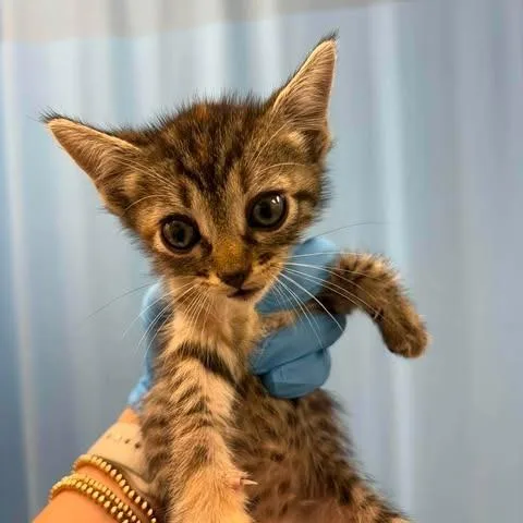 A baby small-sized male Gray / Blue / Silver Domestic Short Hair cat named Gizmo for adoption in Bastrop, TX