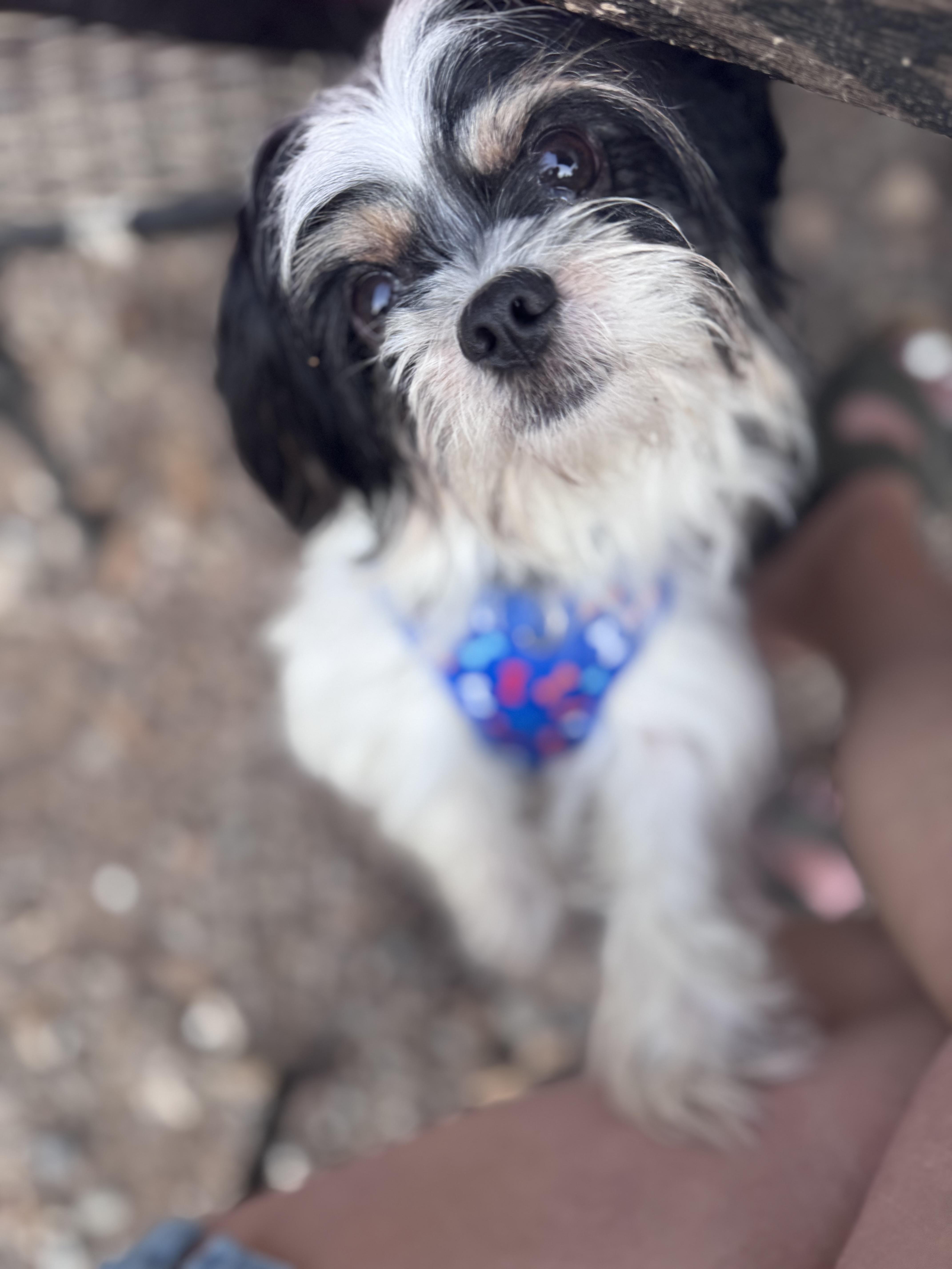 A young small-sized male Tricolor (Brown, Black, & White) Cavalier King Charles Spaniel dog named Maxwell for adoption in Denver, PA