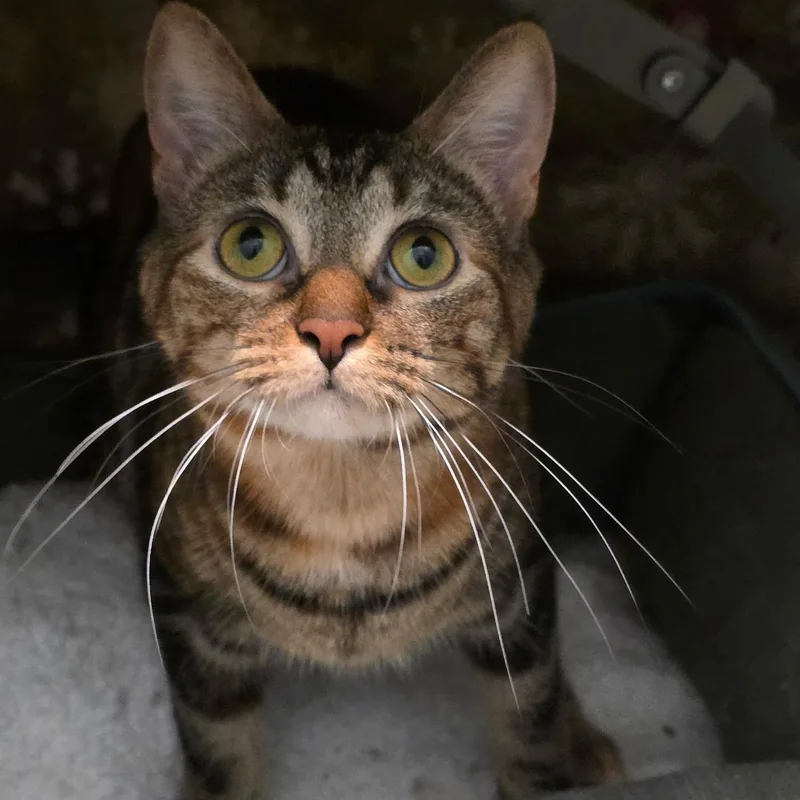 An adult medium-sized female Domestic Short Hair cat named Harry & Hermione for adoption in Smithtown, NY