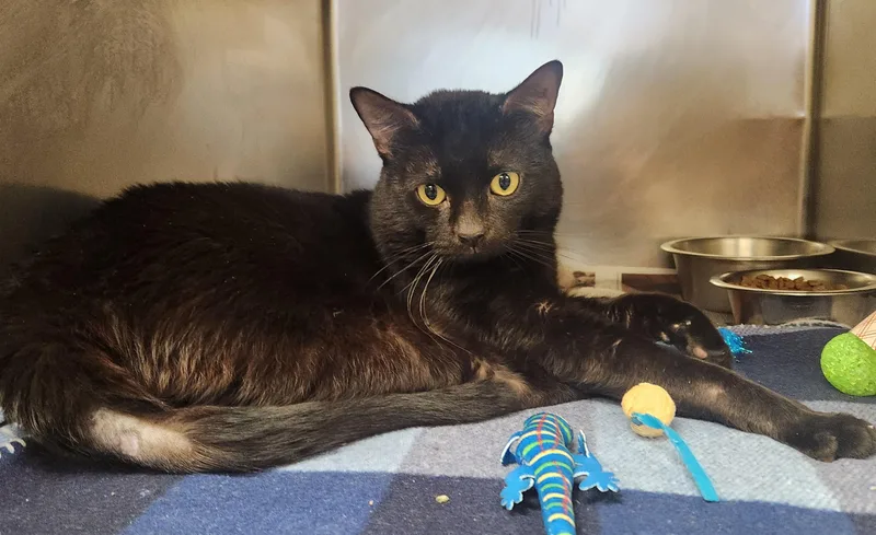 A senior medium-sized male Black Domestic Short Hair cat named Snaggle for adoption in Clayton, NJ