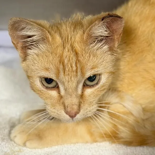 A baby small-sized male Buff / Tan / Fawn Domestic Short Hair cat named Ducky for adoption in Midland, TX