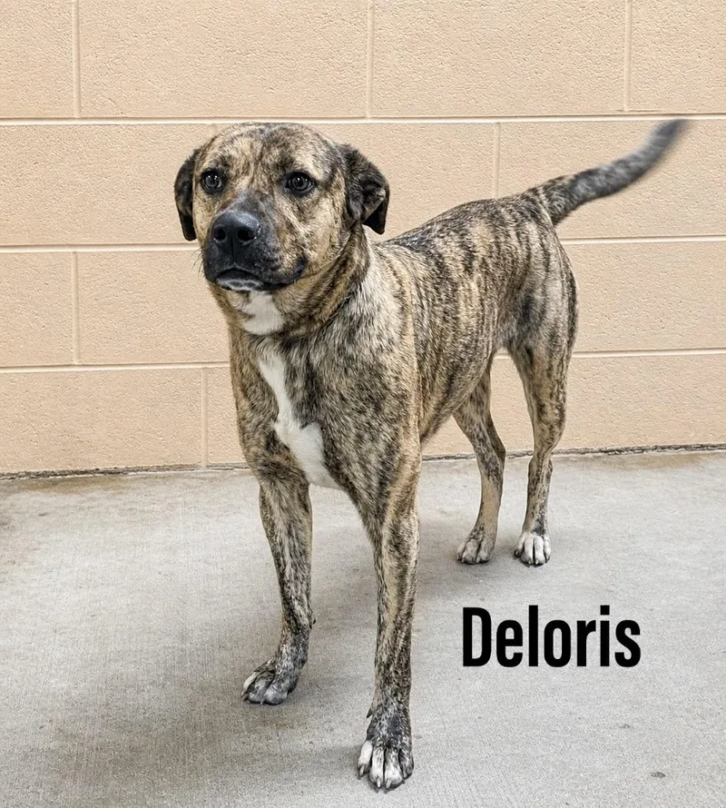 Deloris