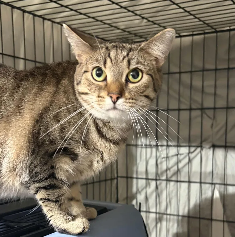 An adult medium-sized female Tabby (Gray / Blue / Silver) Domestic Short Hair cat named Lily for adoption in Westfield, MA