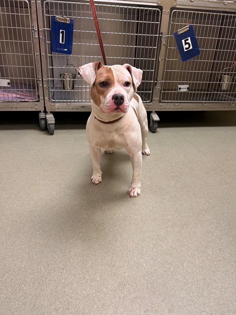 An adult medium-sized male Bulldog dog named "butch" for adoption in Leavenworth, KS