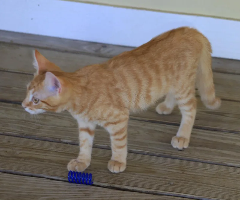 A baby medium-sized male Domestic Short Hair cat named Han for adoption in North Fort Myers, FL