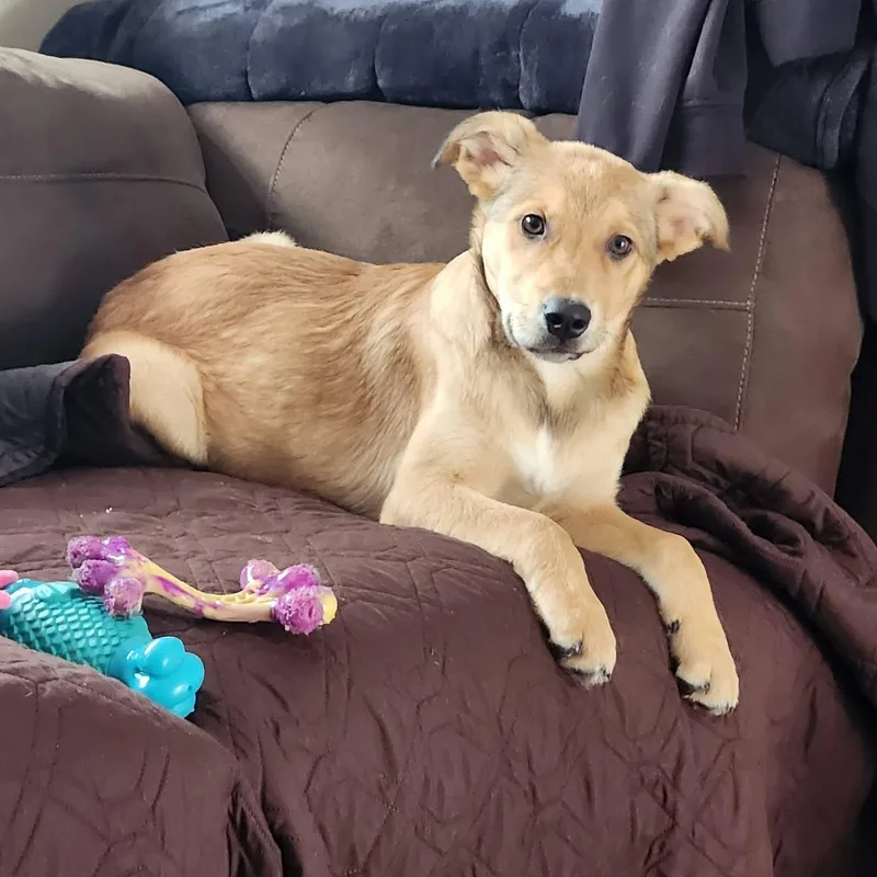 A baby medium-sized male Red / Chestnut / Orange Mixed Breed dog named Alder for adoption in Yaphank, NY