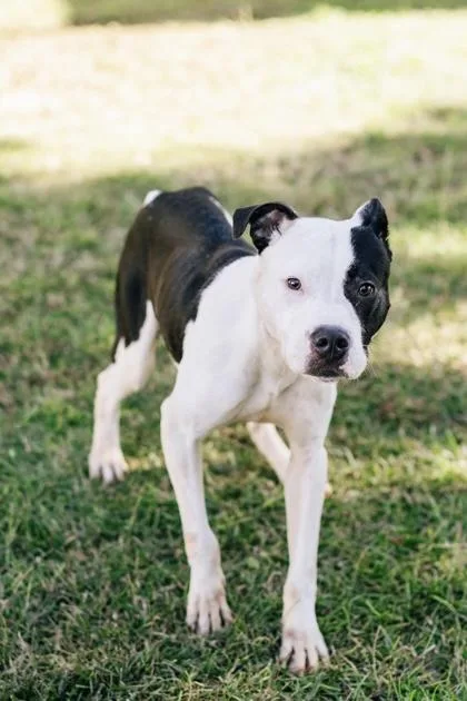 An adult medium-sized male American Staffordshire Terrier dog named B Inspector Gadget for adoption in North Charleston, SC
