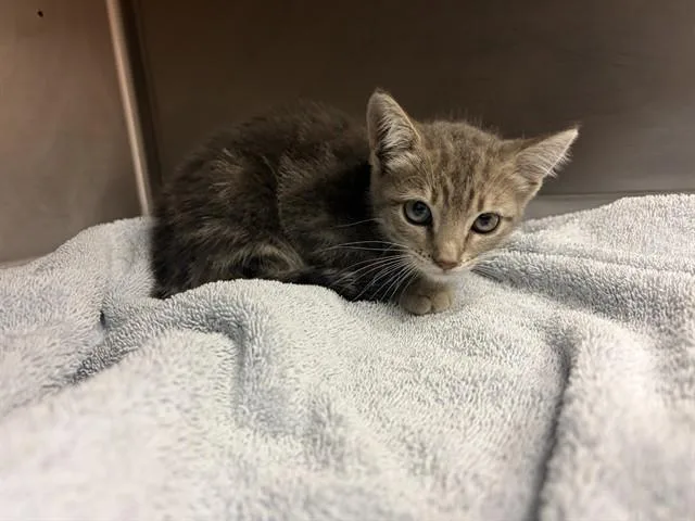 Dougie