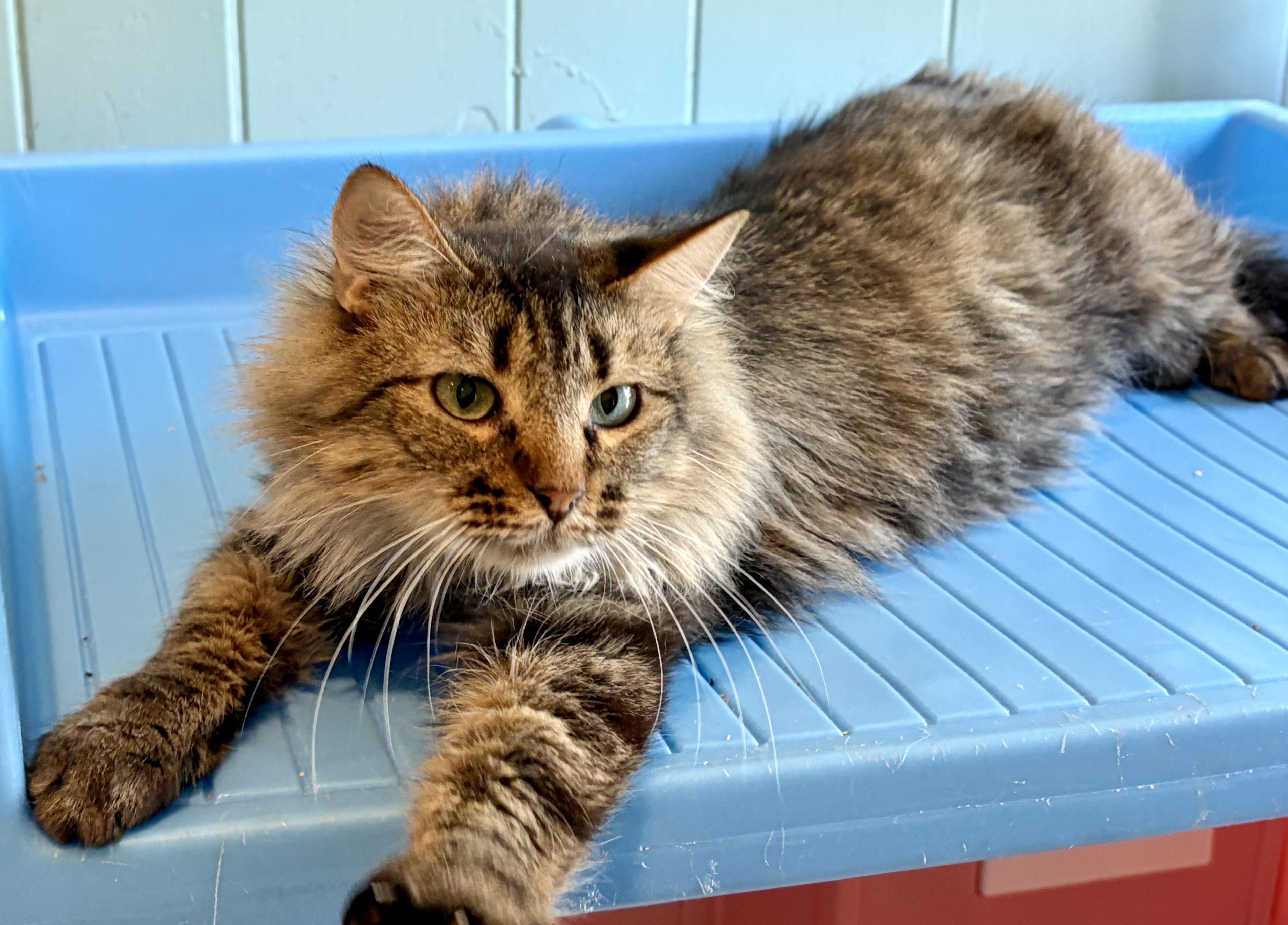 A young medium-sized female Tortoiseshell Domestic Long Hair cat named Hyacinth & Harlow for adoption in Lucedale, MS