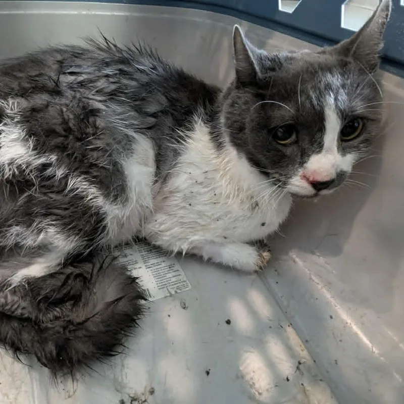 An adult small-sized male Domestic Short Hair cat named Bruce for adoption in CHANUTE, KS