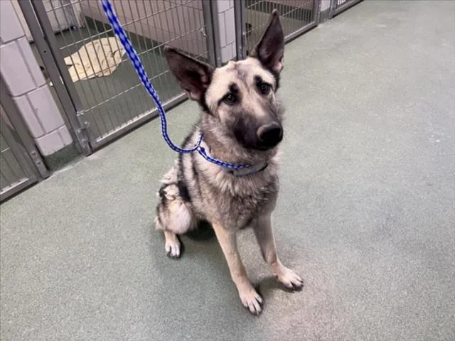 A young large-sized female Mixed Breed dog named Willa for adoption in Santa Fe, NM