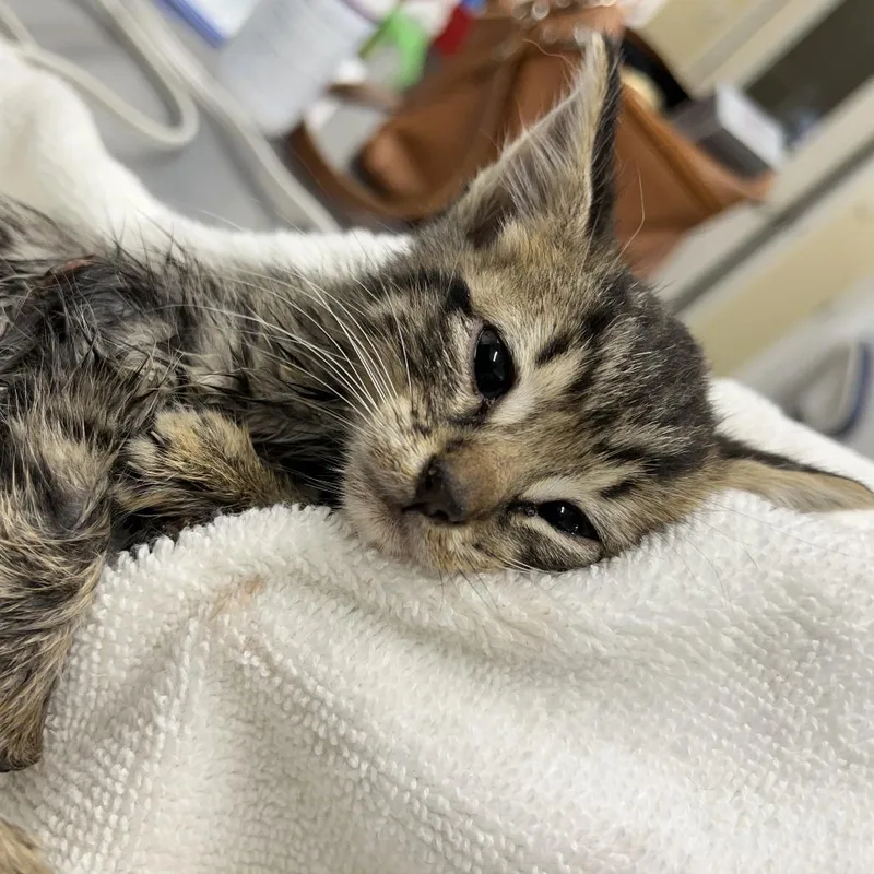 A baby small-sized female Brown / Chocolate Domestic Short Hair cat named Hope for adoption in Folsom, LA