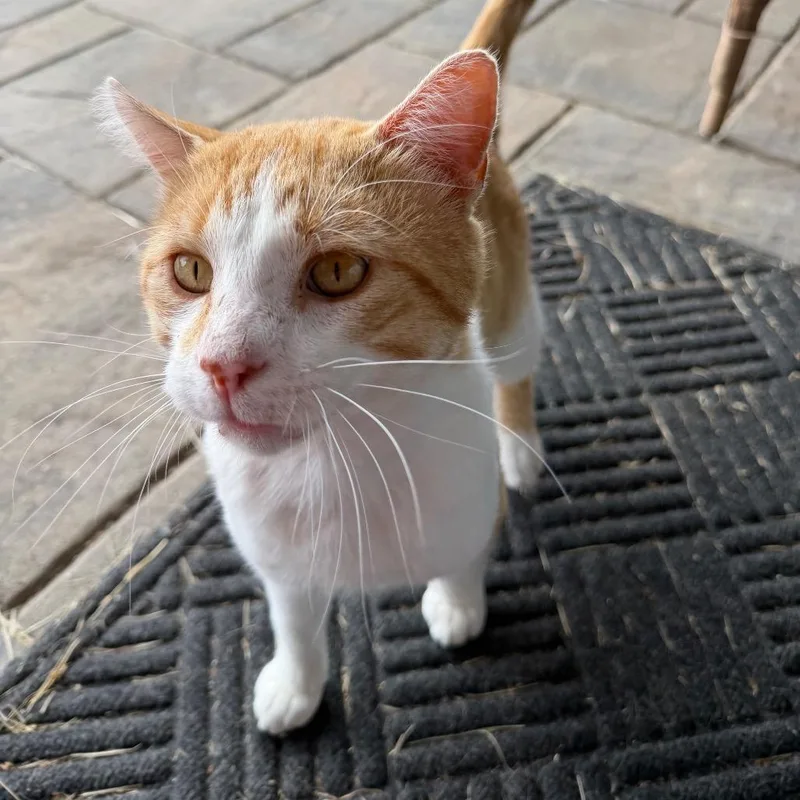 An adult small-sized male Orange / Red Domestic Short Hair cat named Bernie for adoption in Rochester, MN