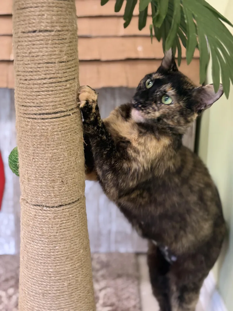 An adult medium-sized female Tortoiseshell Domestic Short Hair cat named Valerie for adoption in Pawleys Island, SC