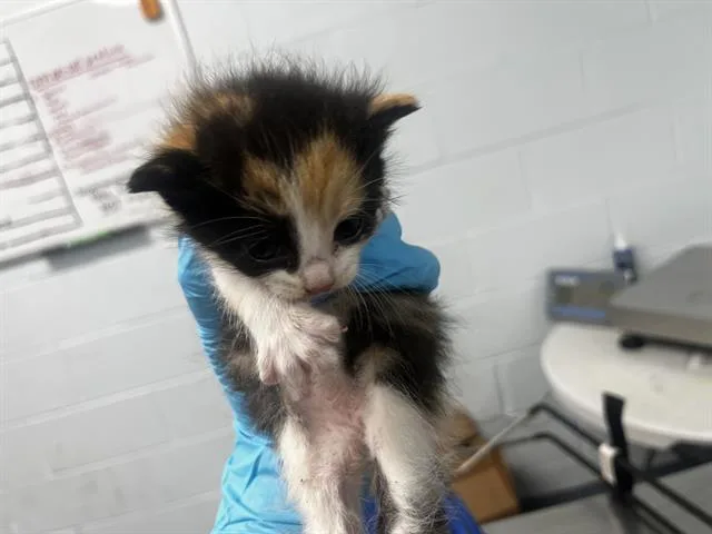 A baby small-sized female Domestic Medium Hair cat named Feather for adoption in Charlotte, NC