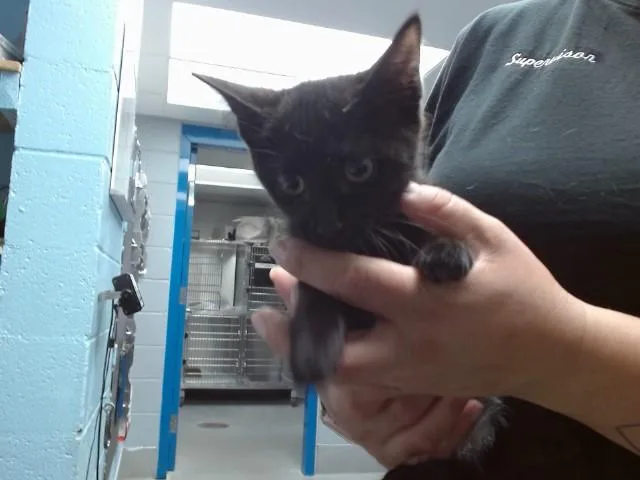 A baby small-sized female Domestic Short Hair cat named Cherry for adoption in Albuquerque, NM
