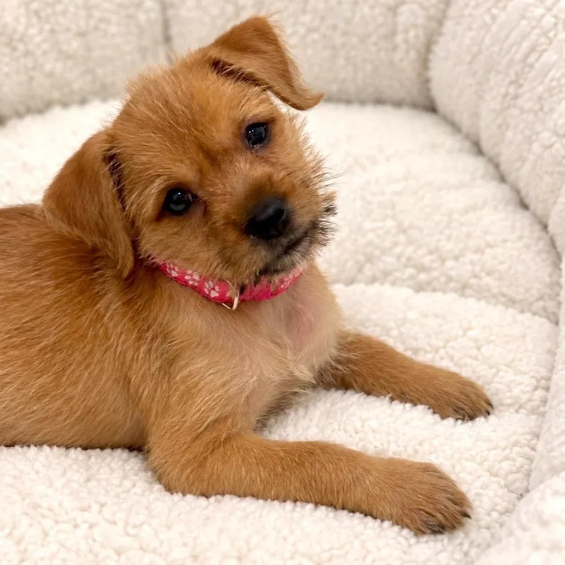A baby small-sized female Shih Tzu dog named Derpy for adoption in Brownsville, TX