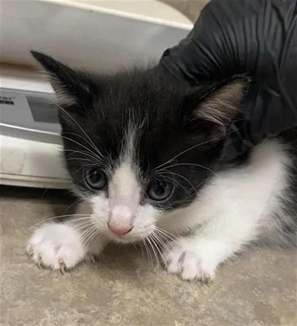 A baby small-sized male Domestic Short Hair cat named Felix for adoption in Santa Maria, CA